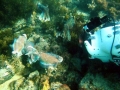 Our cameras recording a Giant Cuttlefish display