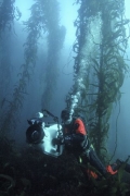 Tasmania's giant Kelp forest is now almost completely gone.