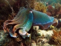 Giant cuttlefish displays are used for camouflage, mating or even hypnotising prey.