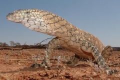 The Perenti Lizard is Australias largest.