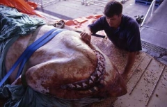Andrew Fox inspects the jaws of this dead Great White Shark.