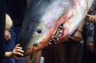 A fisherman killed and strung up this dead Great White Shark