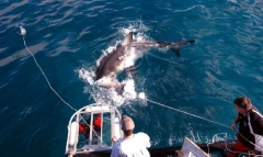 Filming Great White Sharks