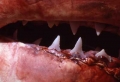 Teeth of a Great white Shark
