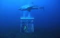 Rodney Fox and a Great White Shark at the Neptune Islands.