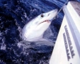 A Mako shark grabs a bait by our boat.
