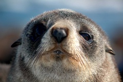 Australian Sea lion