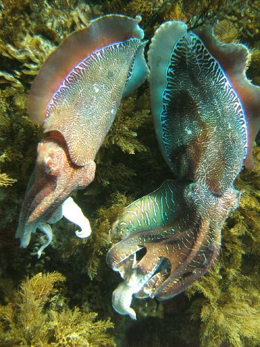 cuttlefish shape shifting